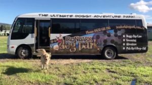 Adventure-Based Dog Day Care in the Scenic Rim featuring our Free Bus Service