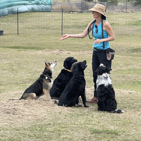 Adventure-Based Dog Day Care in the Scenic Rim